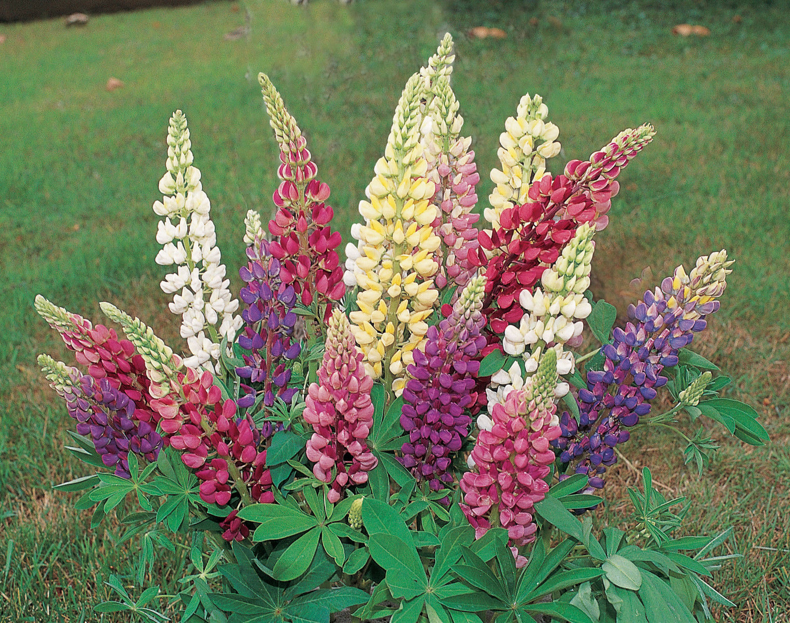 Lupine Russell's Prize Mix 